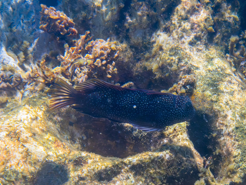 Cirripectes obscurus observed 2025-08-19