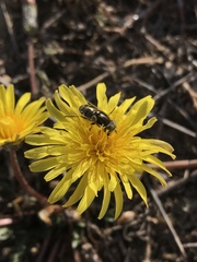 Eristalinus aeneus
