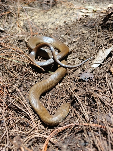 Photo of a Chiapan Stripeless Snake (Coniophanes alvarezi)