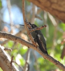 Calypte anna