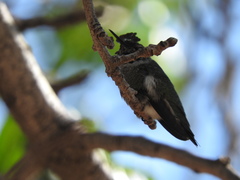 Calypte anna