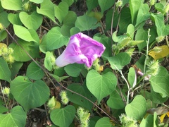 Ipomoea crinicalyx