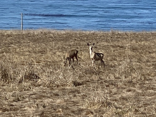 iNaturalist observation photo of Mule Deer