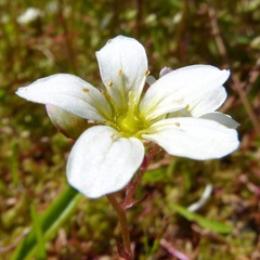 Saxifraga hypnoides