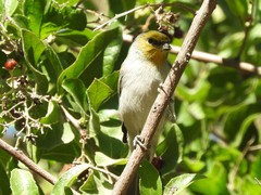 Auriparus flaviceps