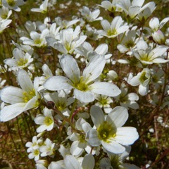 Saxifraga hypnoides