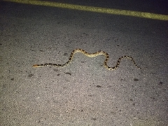 Pituophis vertebralis