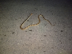 Pituophis vertebralis