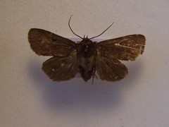 Austramathes purpurea