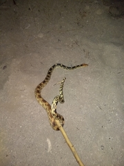 Pituophis vertebralis