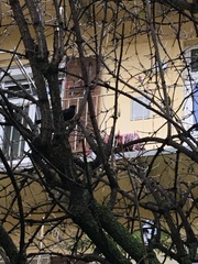 Turdus merula