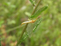 Potamanthus luteus