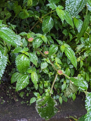 Lecanthus peduncularis iNat (2)
