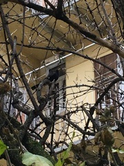 Turdus merula