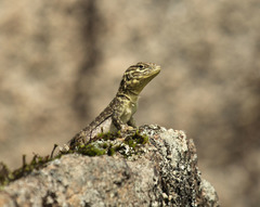 Stenocercus crassicaudatus