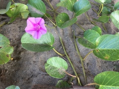 Ipomoea pes-caprae