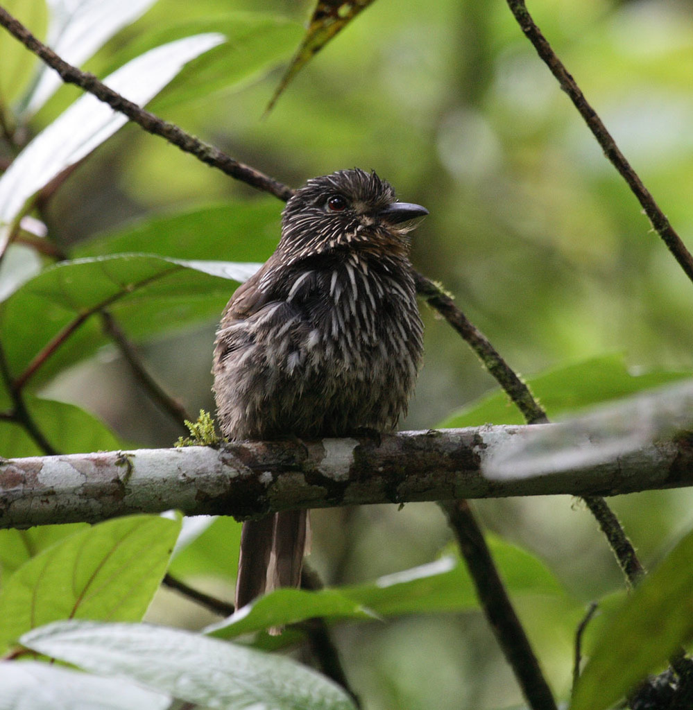 Black-Streaked Puffbird