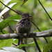 Black-streaked Puffbird - Photo (c) Benoit NABHOLZ, some rights reserved (CC BY-SA), uploaded by Benoit NABHOLZ