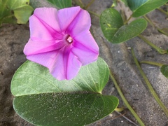 Ipomoea pes-caprae