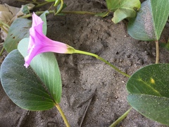 Ipomoea pes-caprae