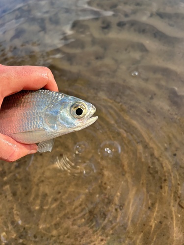 Freshwater herring (Hiodon tergisus) — Hiodontidae — 4