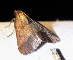 Arippara disticha