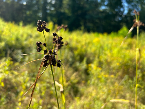 Georgia Bulrush (Scirpus georgianus)