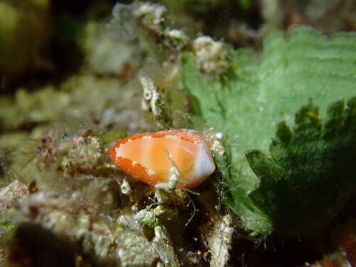 Prunum carneum observed 2025-08-23