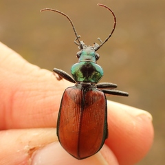 Calosoma rufipenne