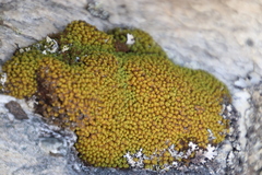 Hypodontium pomiforme