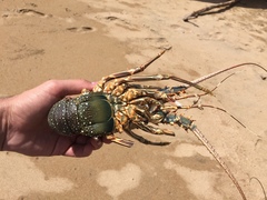 Panulirus inflatus