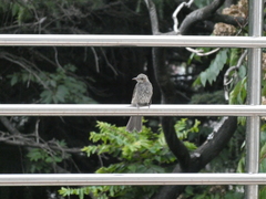 Hypsipetes amaurotis