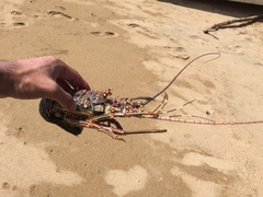 Panulirus inflatus