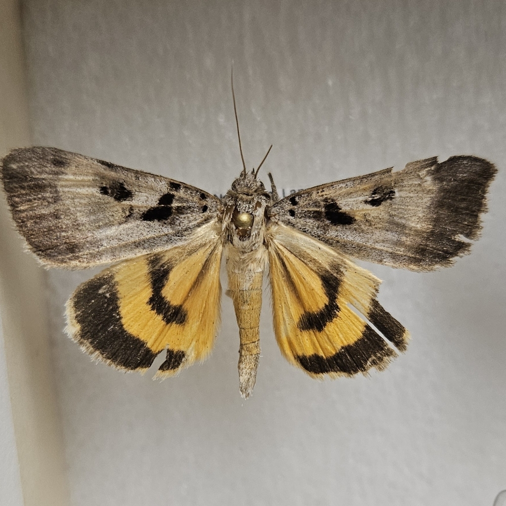 Whitney's Underwing