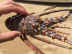 Panulirus inflatus