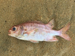 Neoniphon suborbitalis