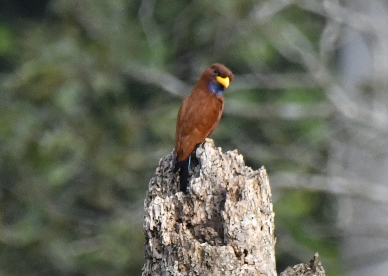 Blue-throated Roller (Eurystomus gularis), photo 3