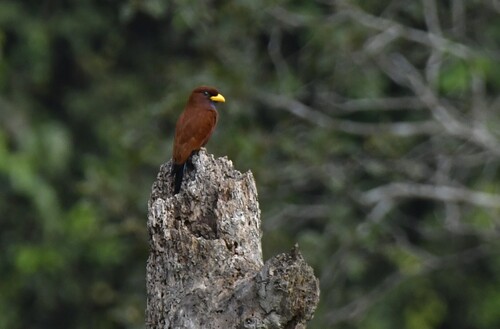 Blue-throated Roller (Eurystomus gularis), photo 2