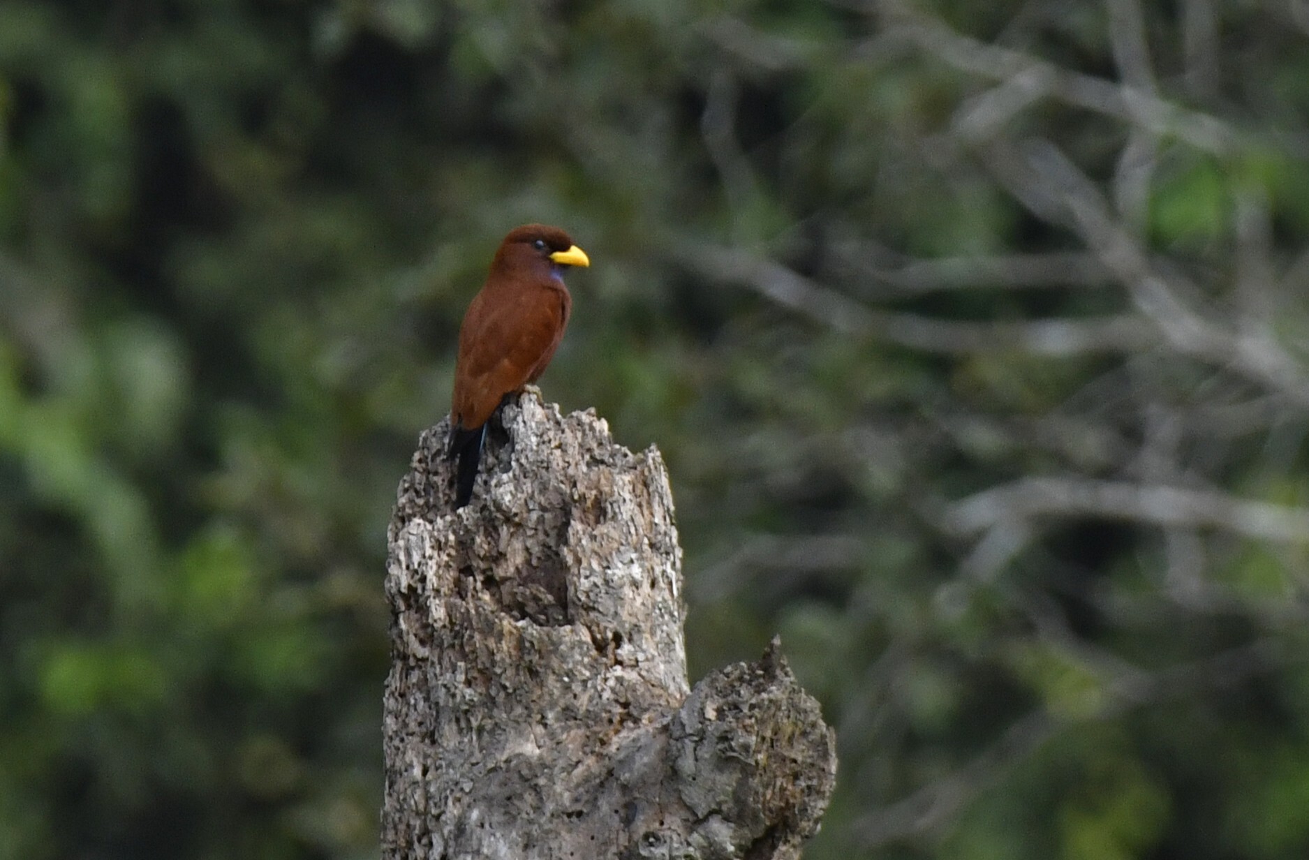Blue-throated Roller (Eurystomus gularis), photo 2