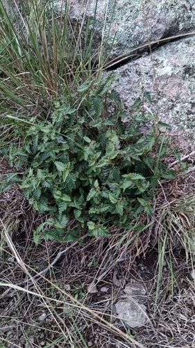 Catnip Noseburn (Tragia nepetifolia)