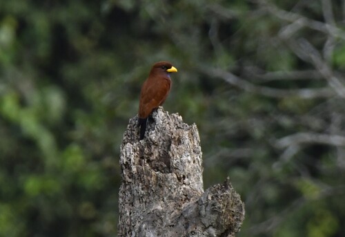 Blue-throated Roller (Eurystomus gularis)
