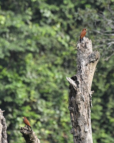 Blue-throated Roller (Eurystomus gularis), photo 7