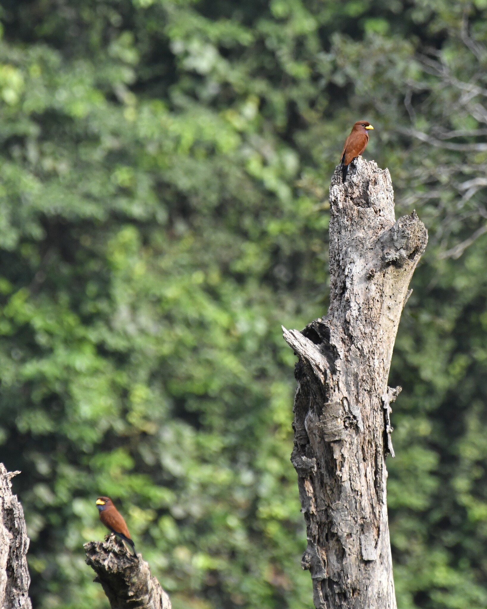 Blue-throated Roller (Eurystomus gularis), photo 4