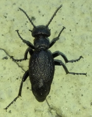 Meloe mediterraneus