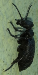 Meloe mediterraneus