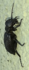 Meloe mediterraneus