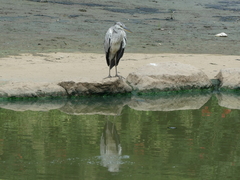 Ardea cinerea