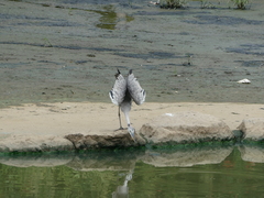 Ardea cinerea