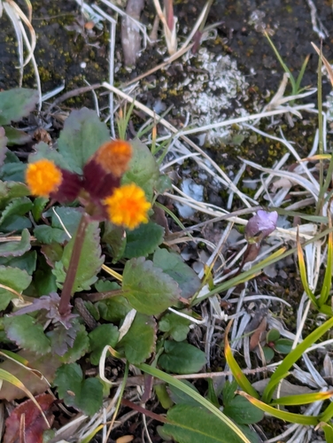 alpine groundsel (Packera pauciflora)