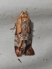 Dasylophia thyatiroides